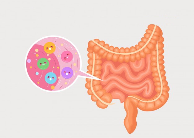 肠道菌群如何影响我们的健康？