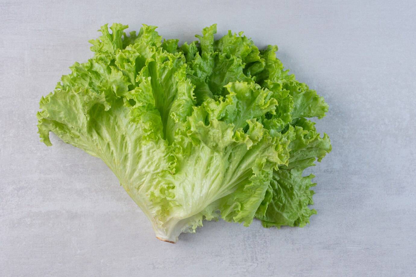 生菜为什么相对不容易受到虫害？