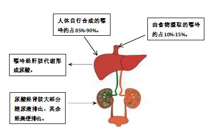 夏天来了，痛风患者饮食注意点什么？
