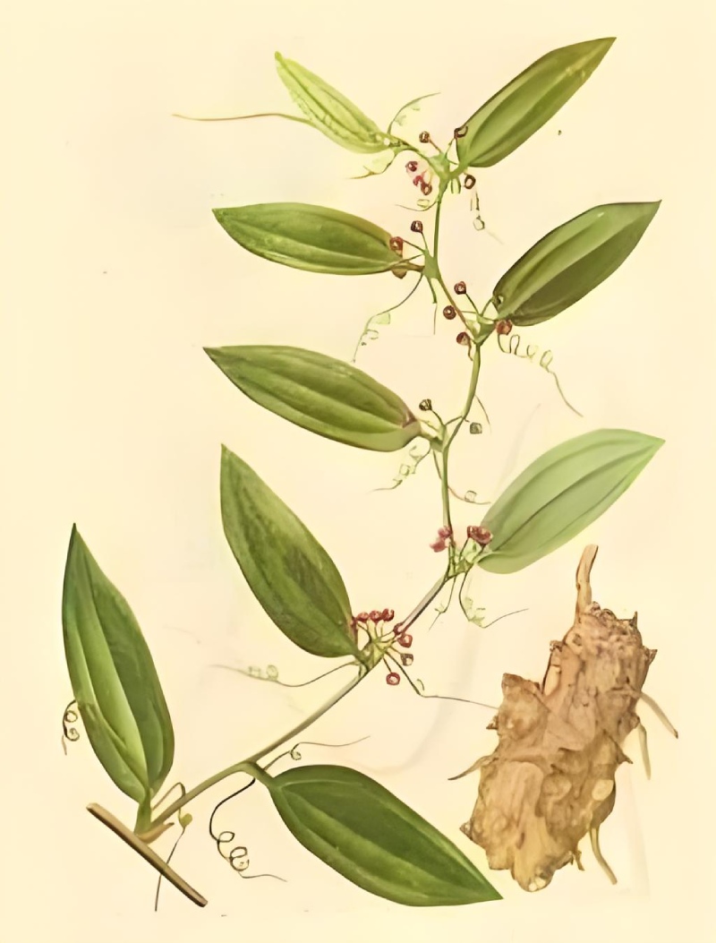 茯苓