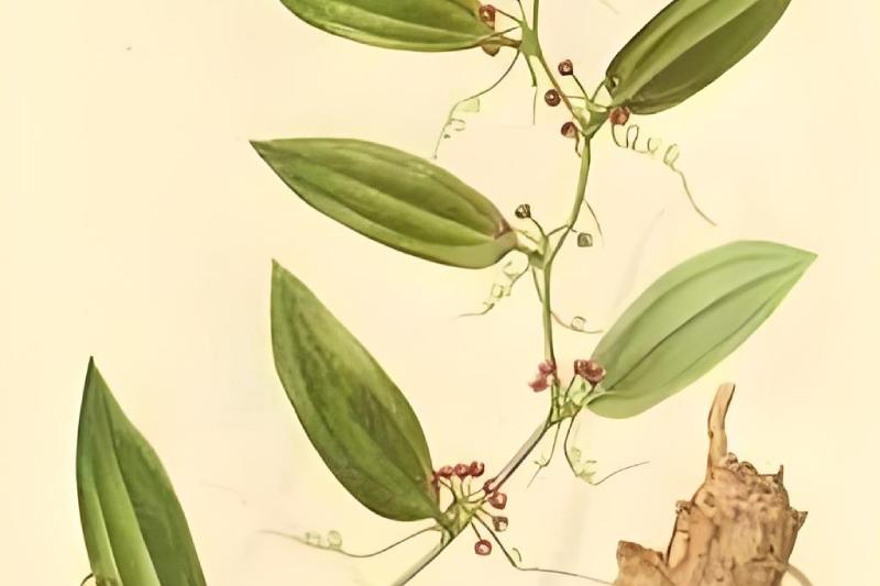 茯苓