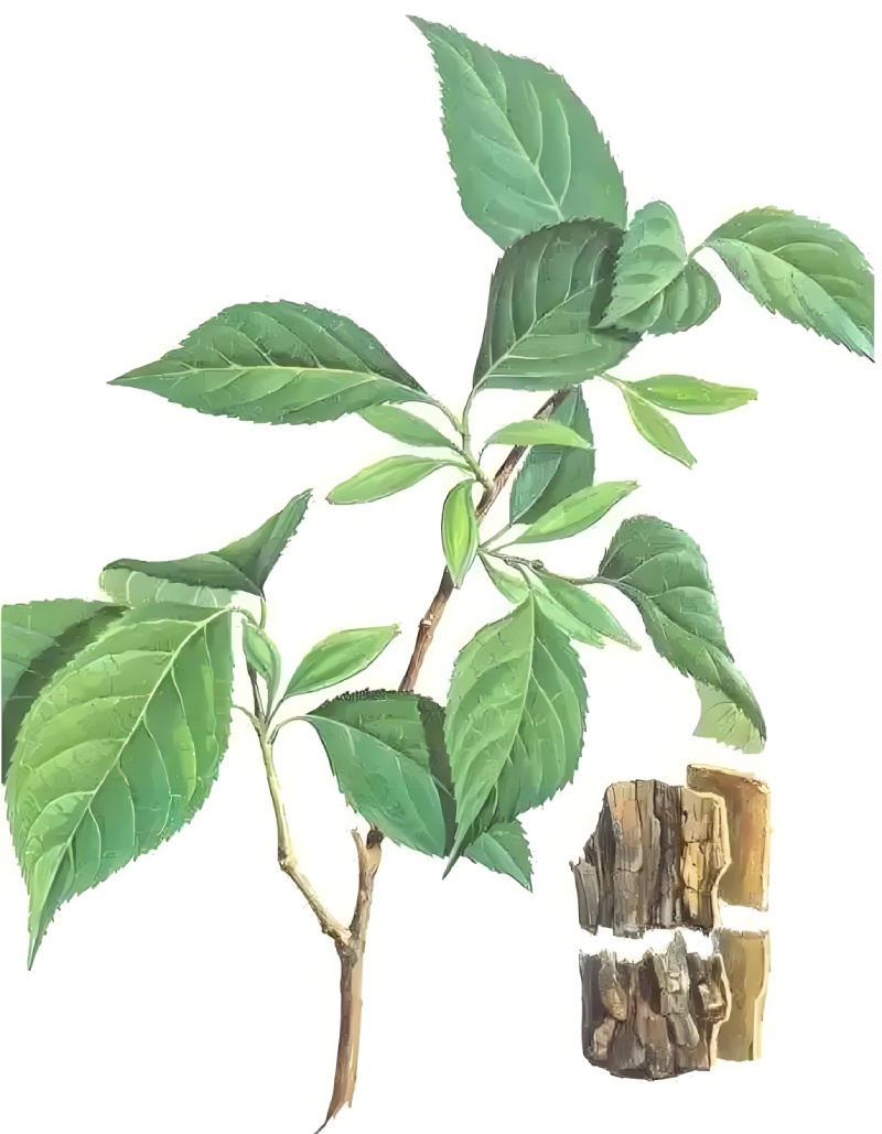 杜仲