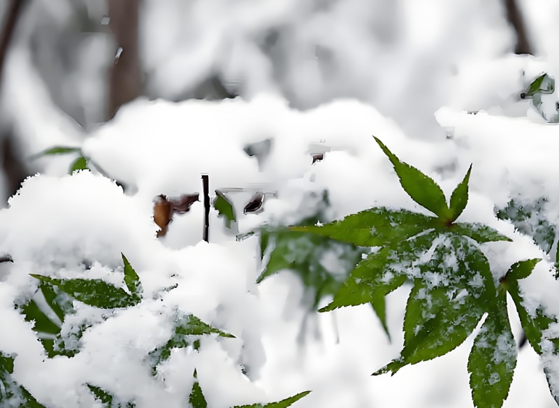 数九寒天，顺时养生