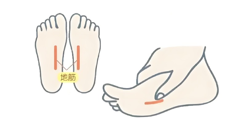 摸“地筋”知肝脏功能