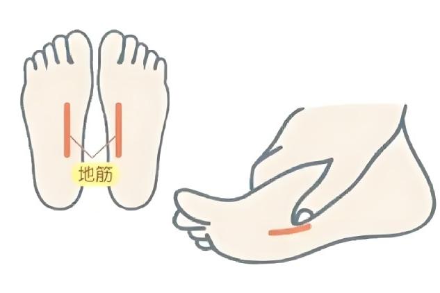 摸“地筋”知肝脏功能