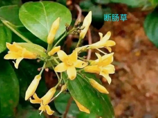 天然野菜非“绿色”   误食有风险