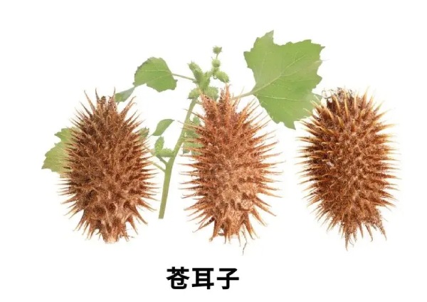 天然野菜非“绿色”   误食有风险