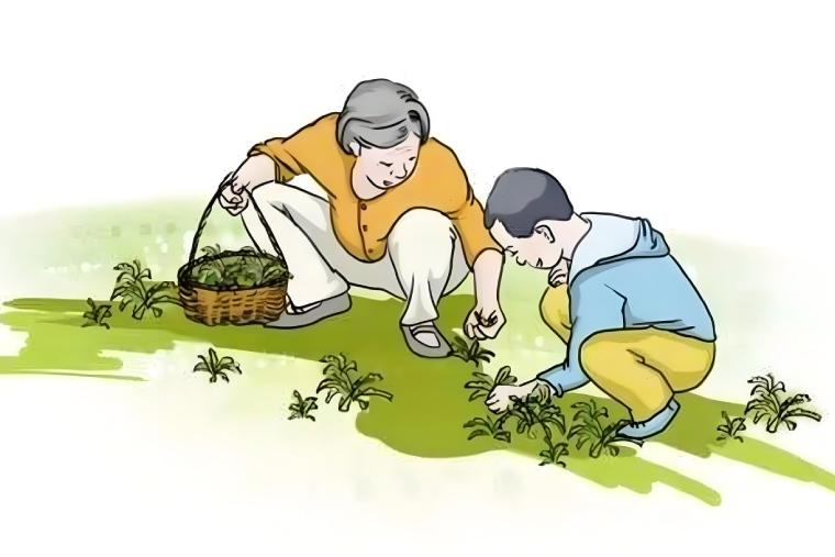 天然野菜非“绿色”   误食有风险