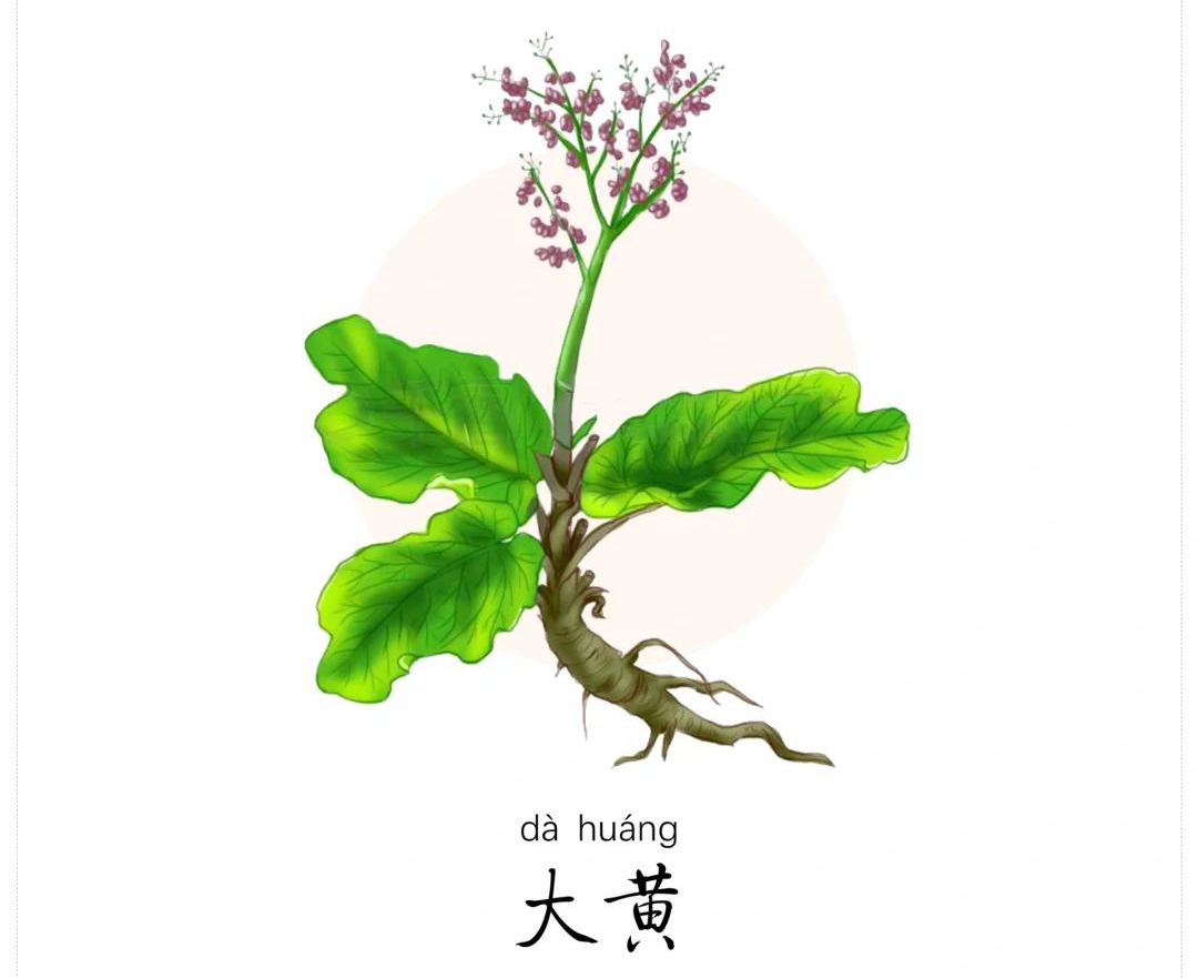 大黄