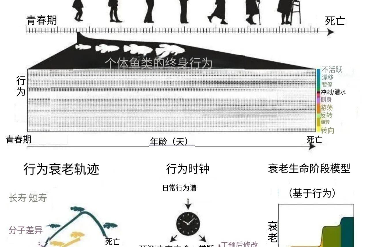 新研究揭示： 中年行为，或已悄然决定寿命长短